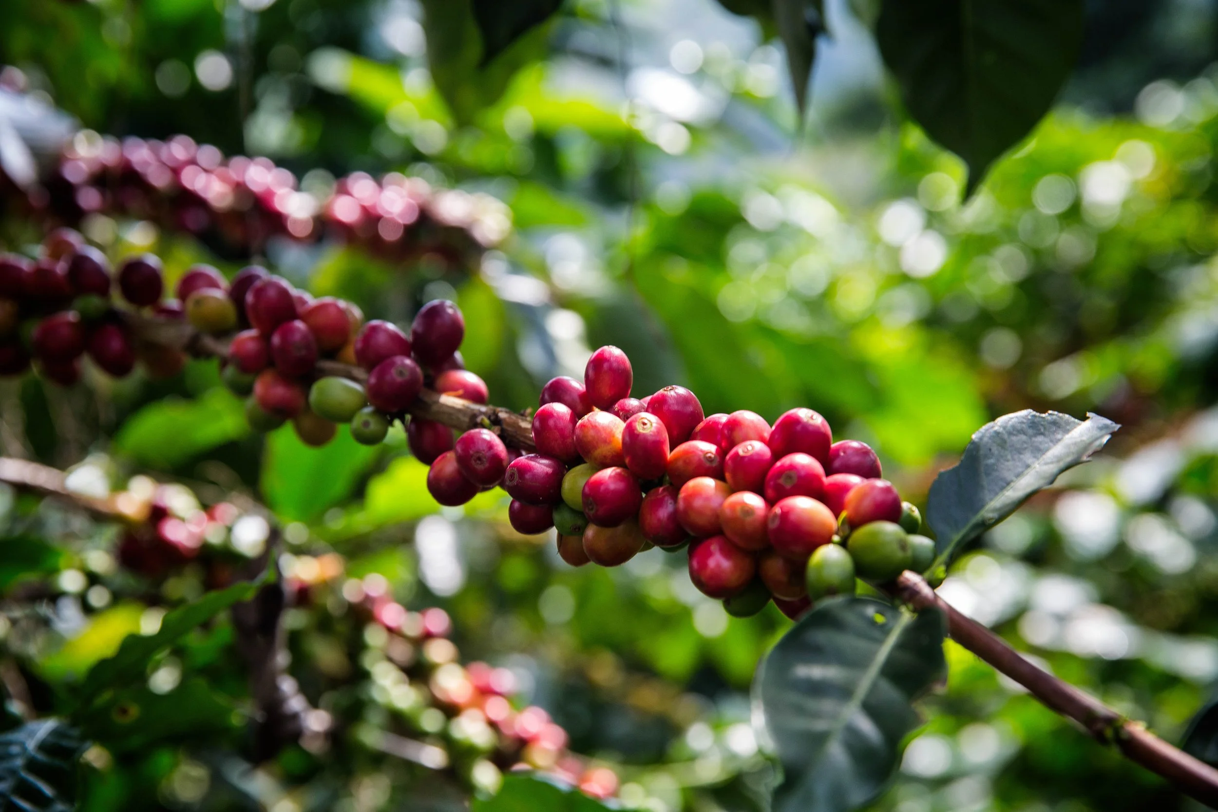2026 Portrait Country - Café de Colombia — World of Coffee San Diego